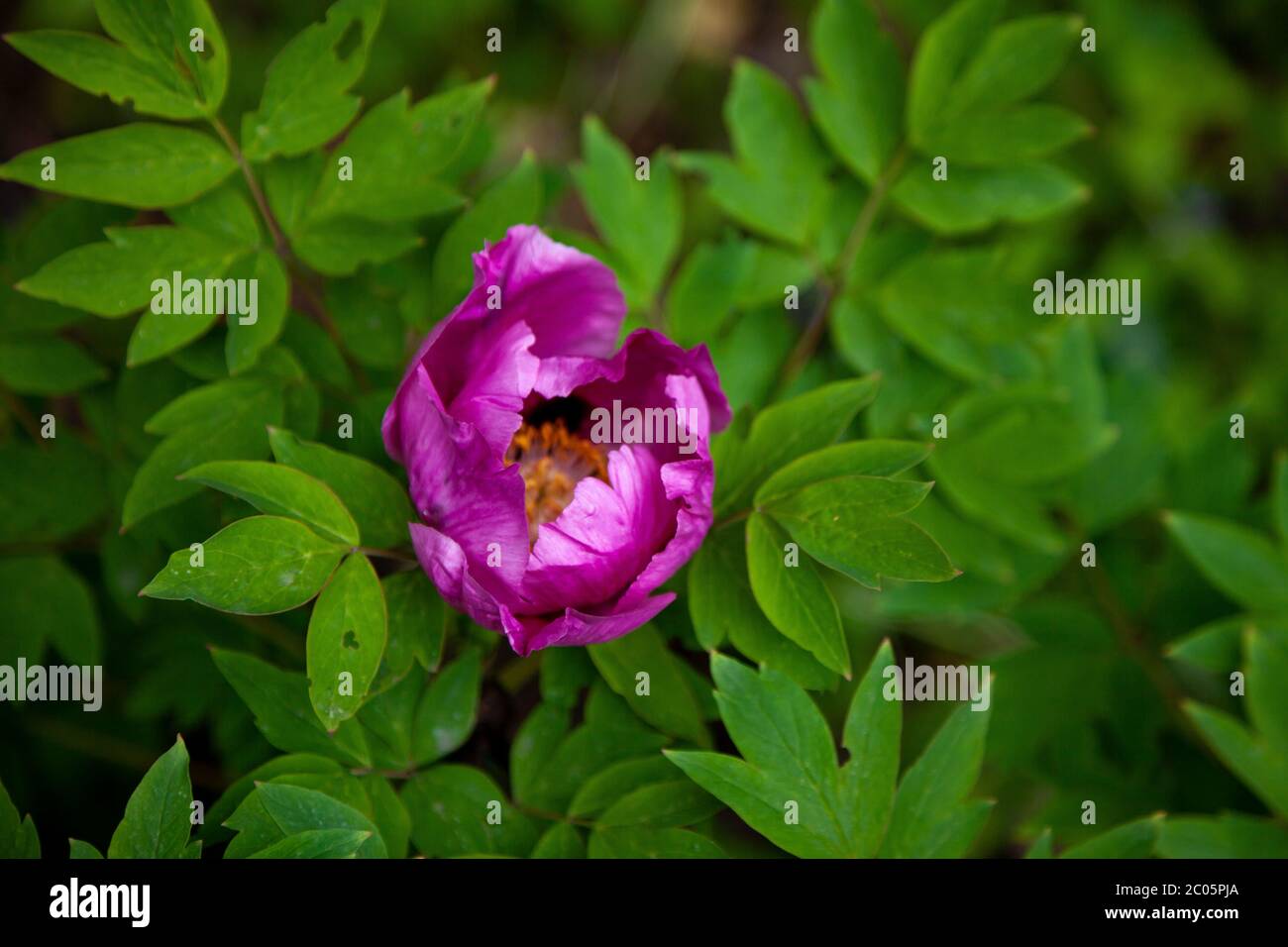 Bush de pivoines dans le jardin. De magnifiques bourgeons roses foncé de fleurs d'été. Fleur de pivoine couleur Bordeaux. Banque D'Images