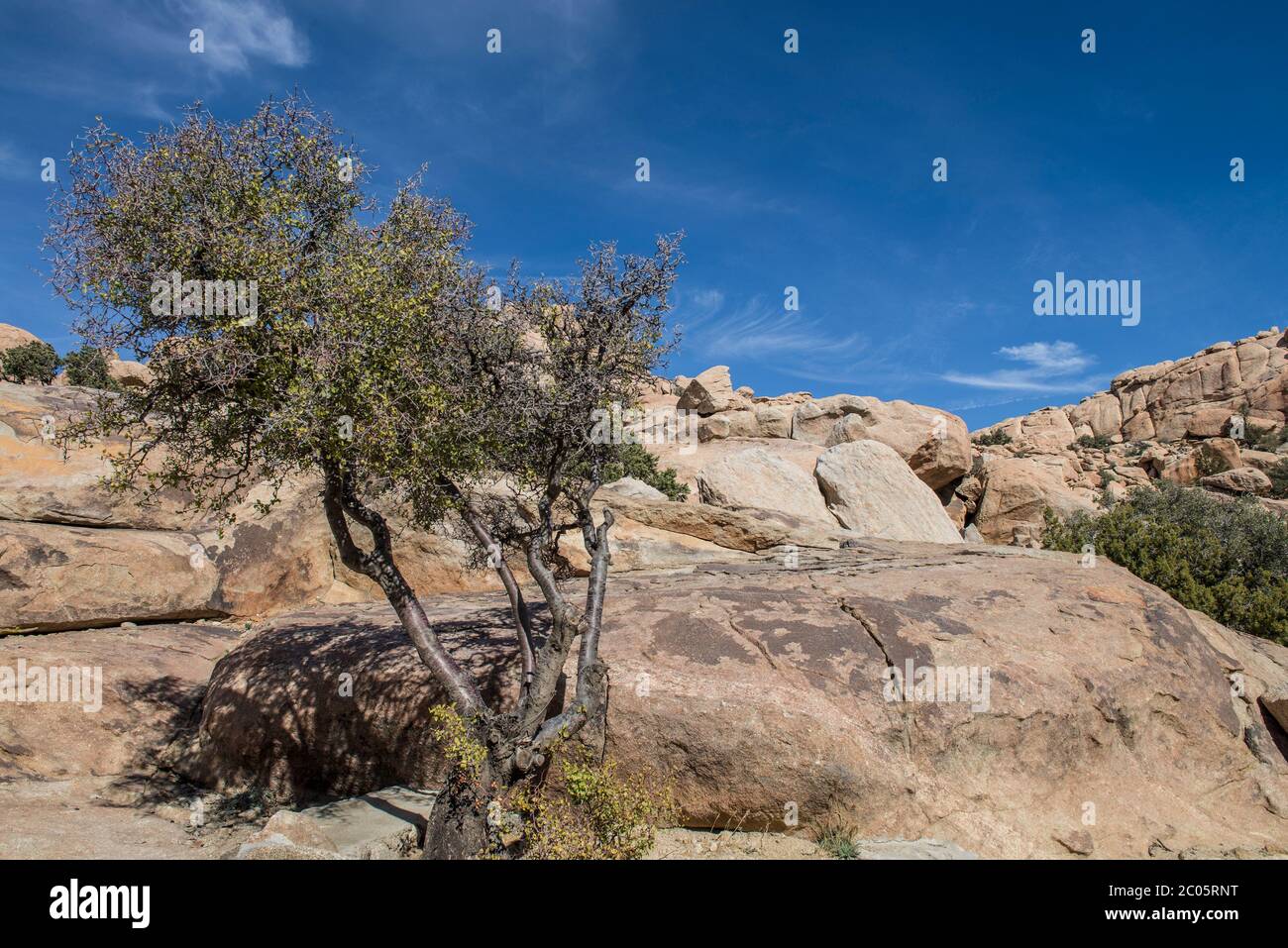 Plantes et rochers dans le désert de Basse Californie, près de la rumorosa, paysage mexicain Banque D'Images