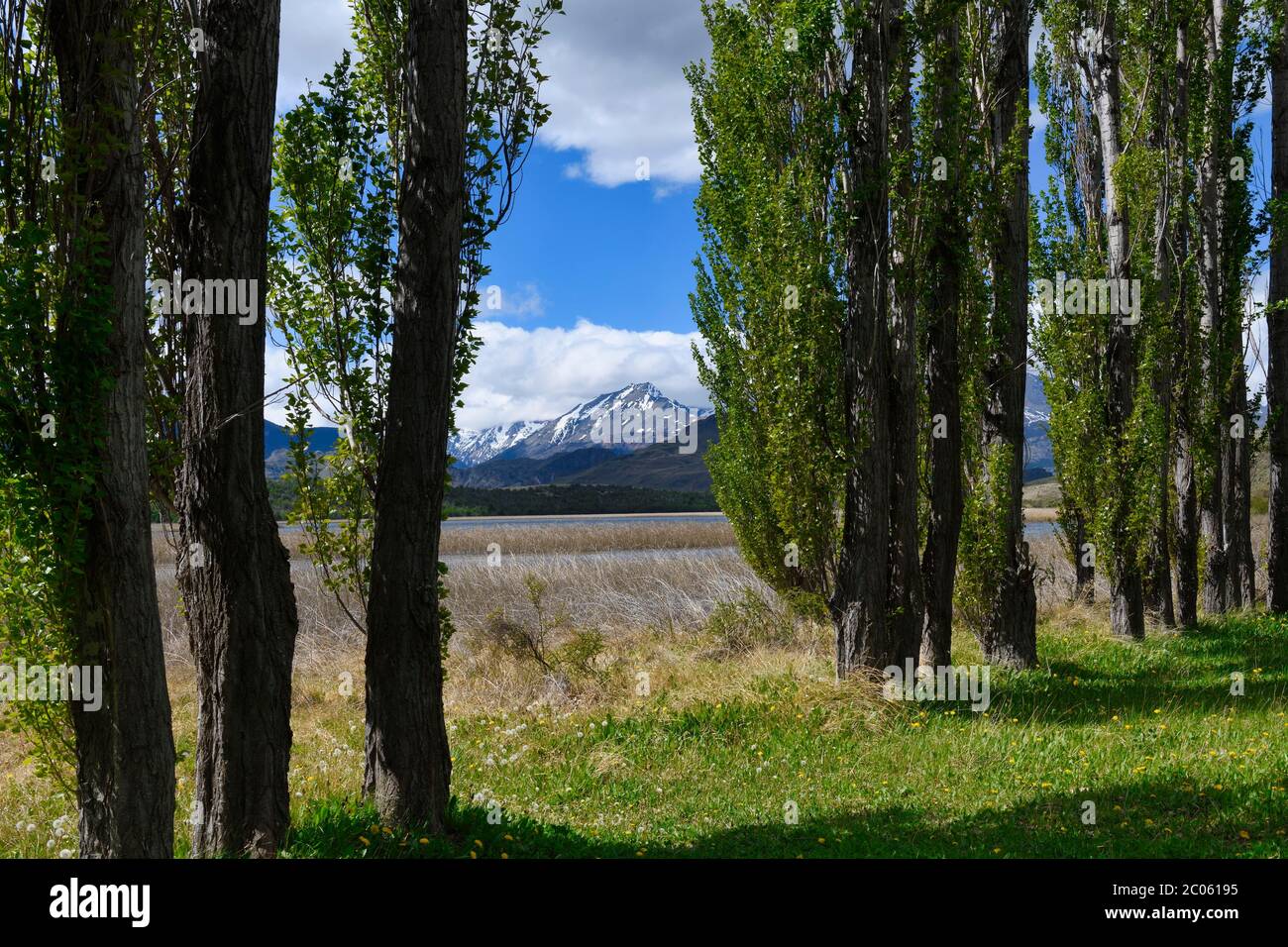 Peupliers en face des Andes, Parc national de Patagonie, vallée de Chacabuco près de Cochrane, région d'Aysen, Patagonie, Chili Banque D'Images