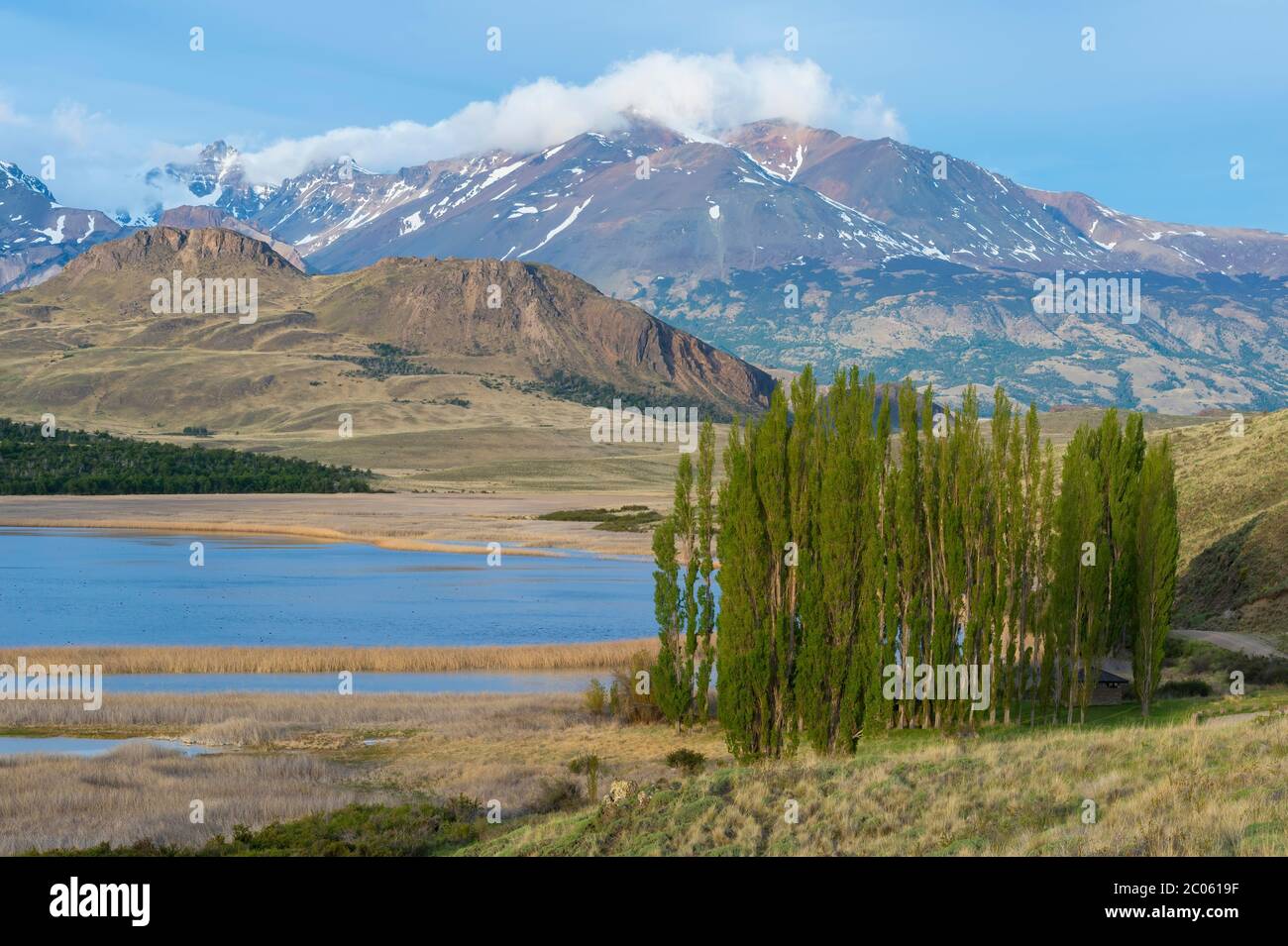 Peupliers en face des Andes, Parc national de Patagonie, vallée de Chacabuco près de Cochrane, région d'Aysen, Patagonie, Chili Banque D'Images