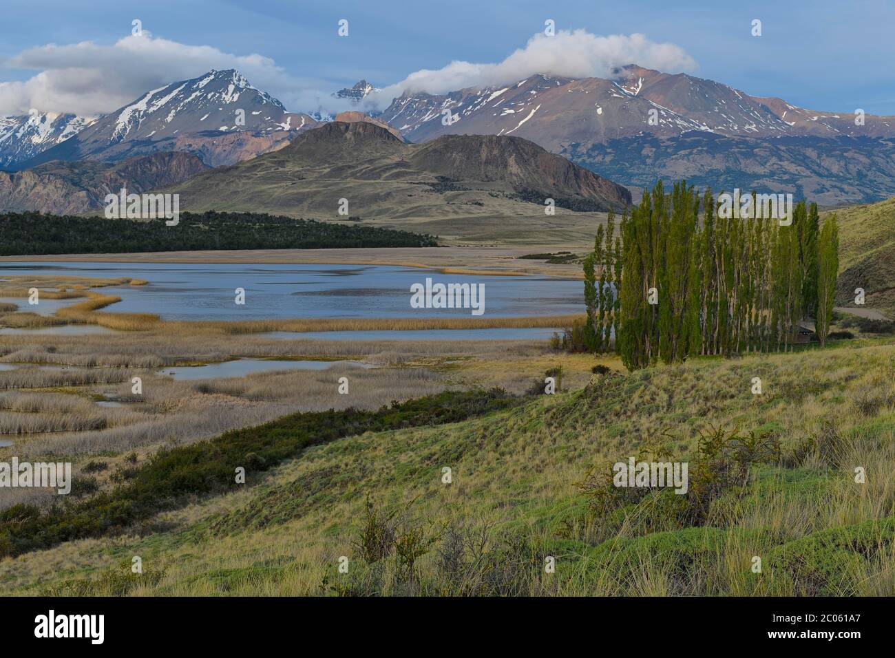 Peupliers en face des Andes, Parc national de Patagonie, vallée de Chacabuco près de Cochrane, région d'Aysen, Patagonie, Chili Banque D'Images