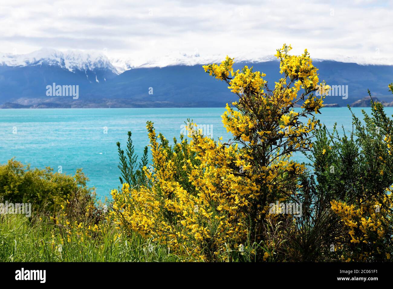 Buissons jaunes devant le lac General Carrera, Puerto Rio Tranquilo, région d'Aysen, Patagonie, Chili Banque D'Images