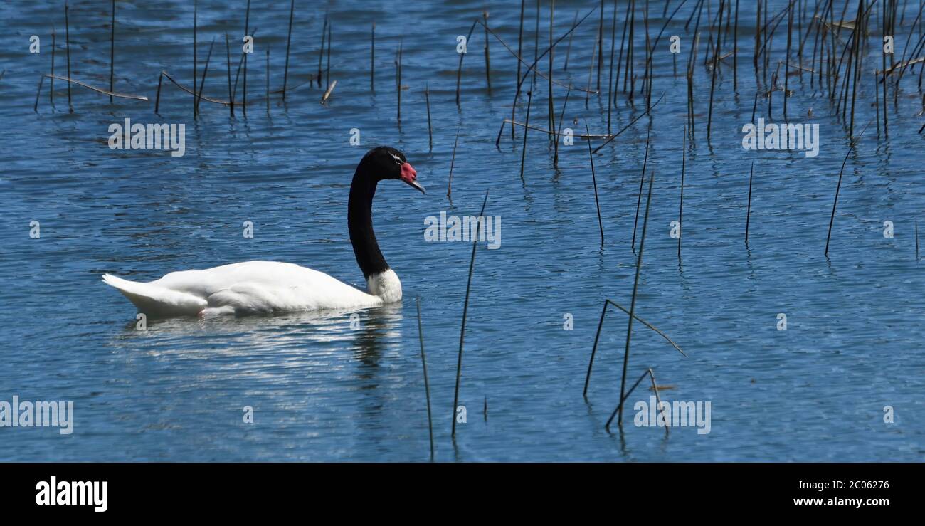 Cygne à col noir (Cygnus melancoryphus) dans un étang, région d'Aysen, Patagonie, Chili Banque D'Images