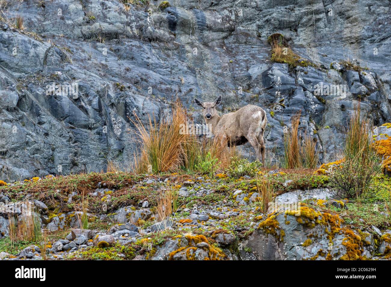 Femelle de cerf des Andes du Sud (Hippocamelus bisulcus) dans un environnement rocheux, région d'Aysen, Patagonie, Chili Banque D'Images