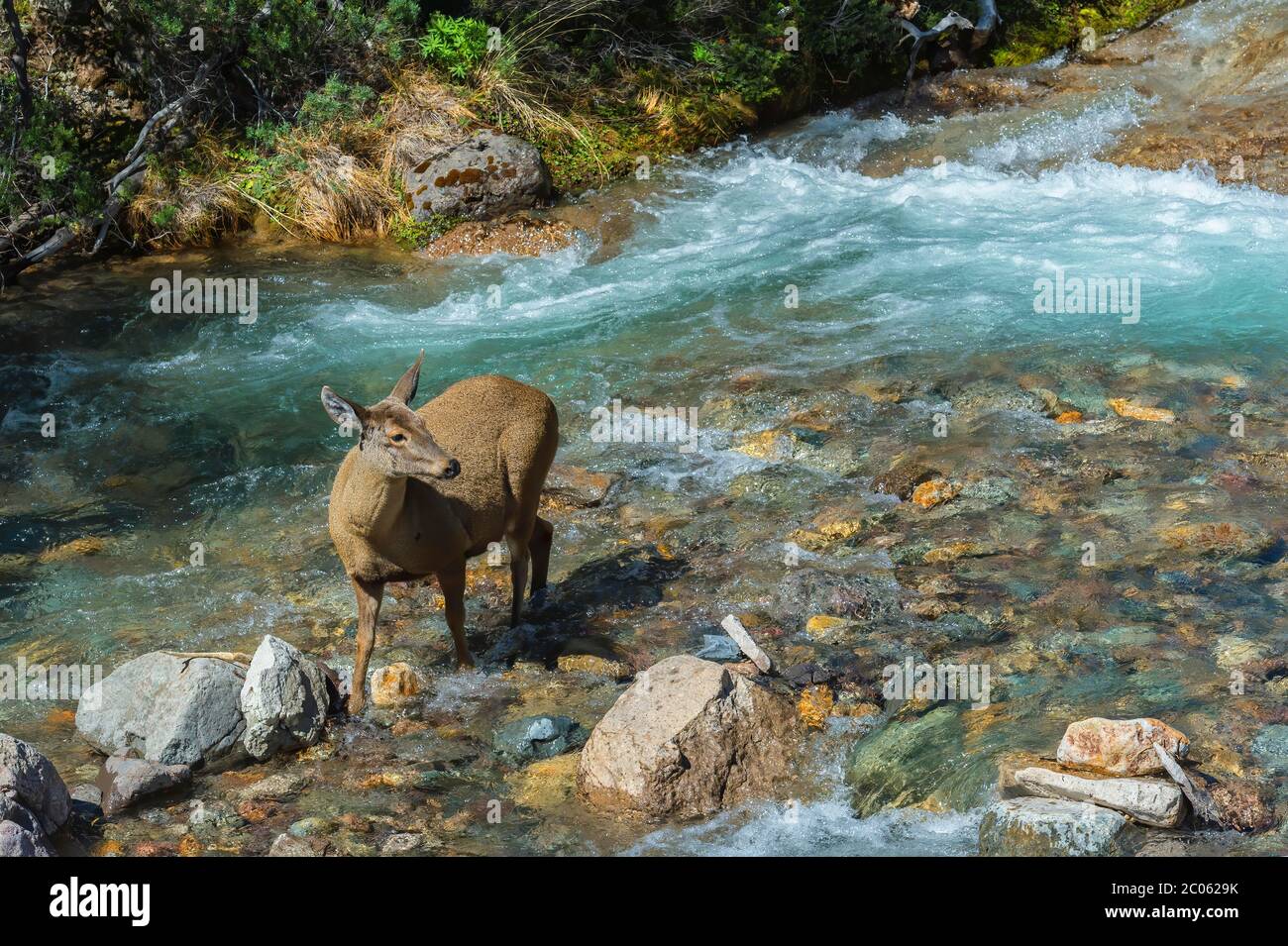 Femelle de cerf des Andes du Sud (Hippocamelus bisulcus) dans un lit de rivière, région d'Aysen, Patagonie, Chili Banque D'Images