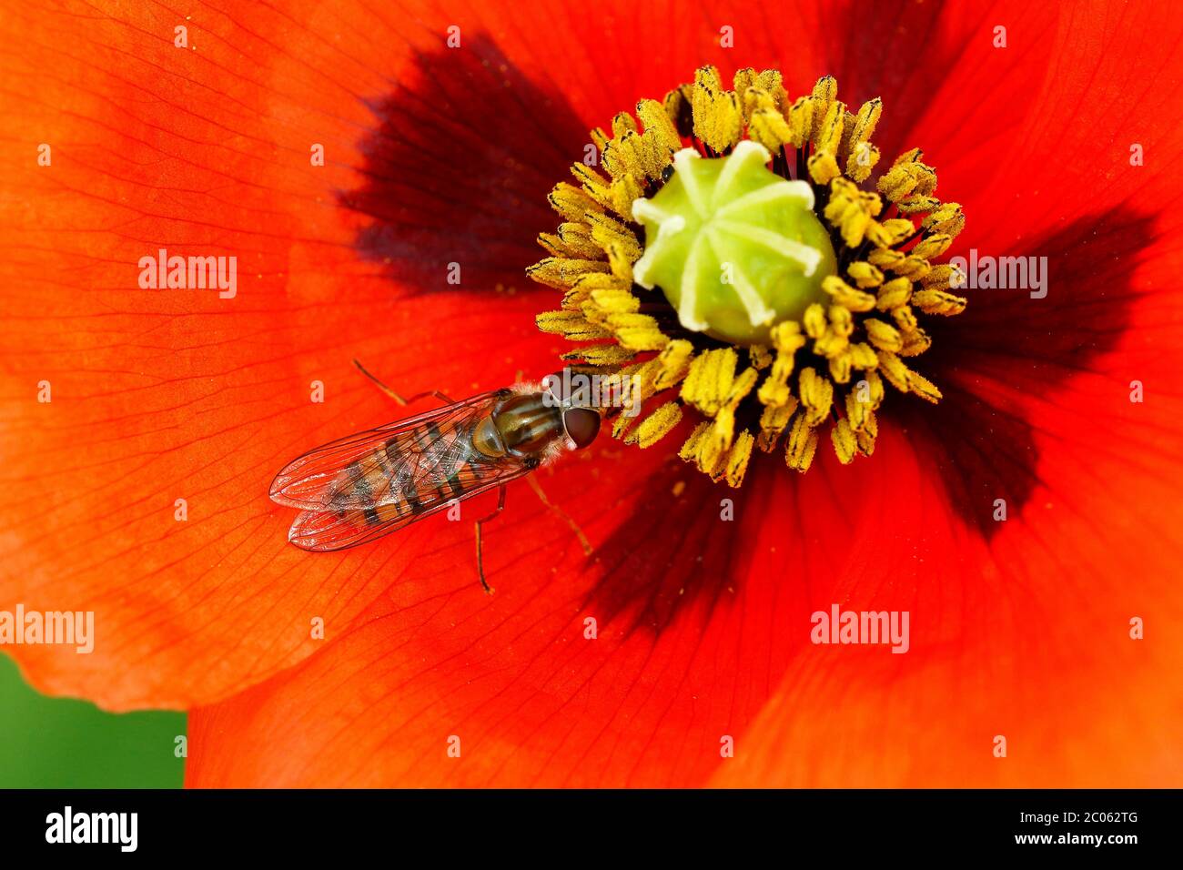 L'aéroglisseur de marmelade (Episyrphus balteatus) mange du pollen dans une fleur du pavot à graines (Papaver dubium), Schleswig-Holstein, Allemagne Banque D'Images