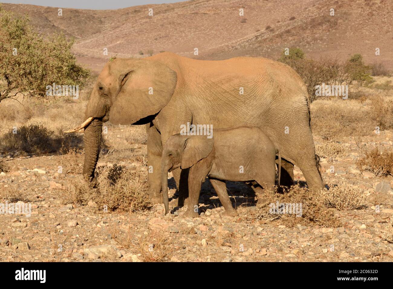 Éléphants de désert africains (Laxodonta africana), vallée de la rivière Aba Huab, région de Kunene, Damaraland, Namibie Banque D'Images