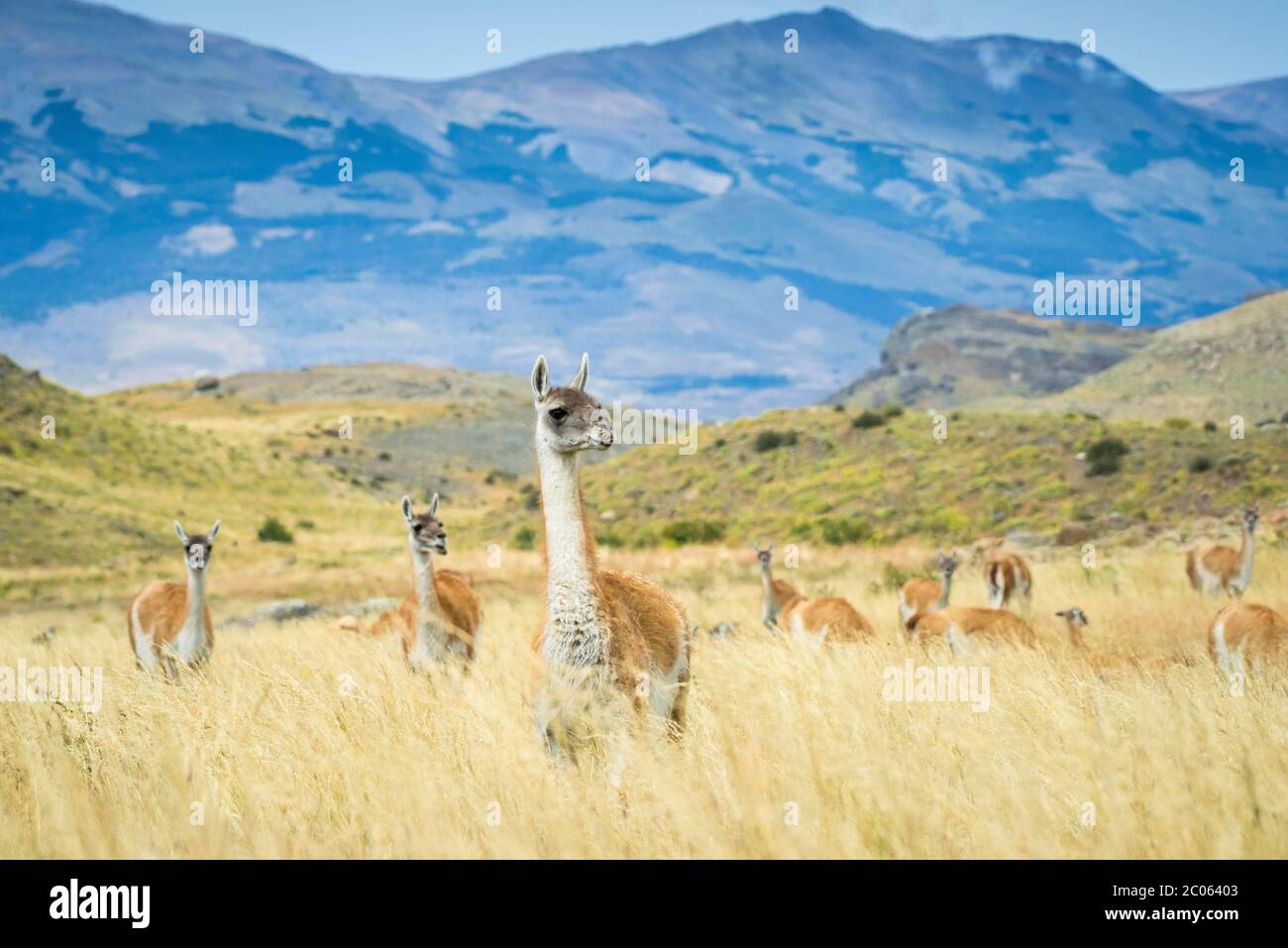 Guanacos (Llama guanicoe), troupeau en haute herbe, montagneuse, parc national Torres del Paine, région de Magallanes y de la Antartica Chilena Banque D'Images