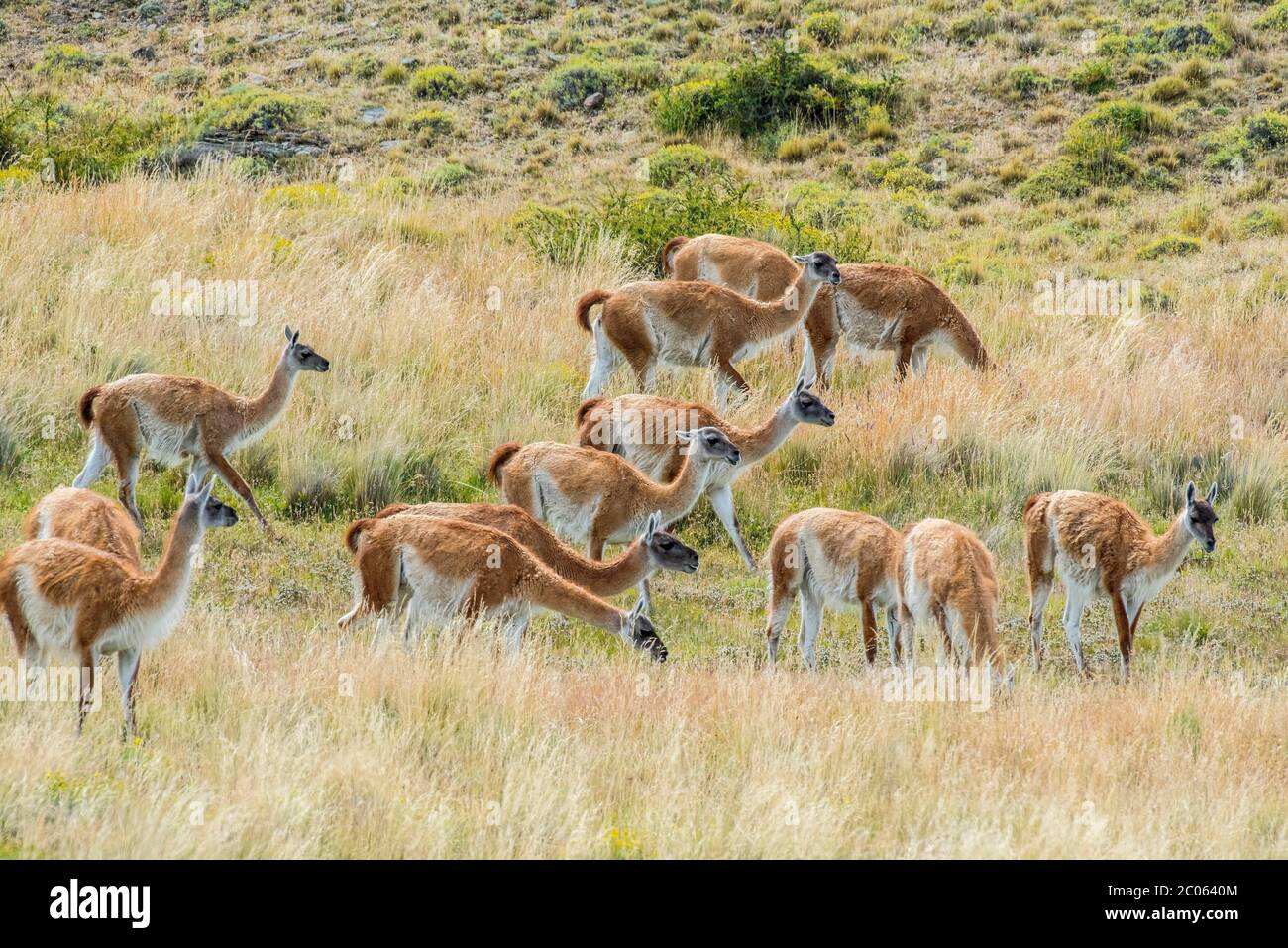 Guanacos (Llama guanicoe), pâturage des herbes dans le champ, Parc national Torres del Paine, région de Magallanes y de la Antartica Chilena, Patagonie Banque D'Images