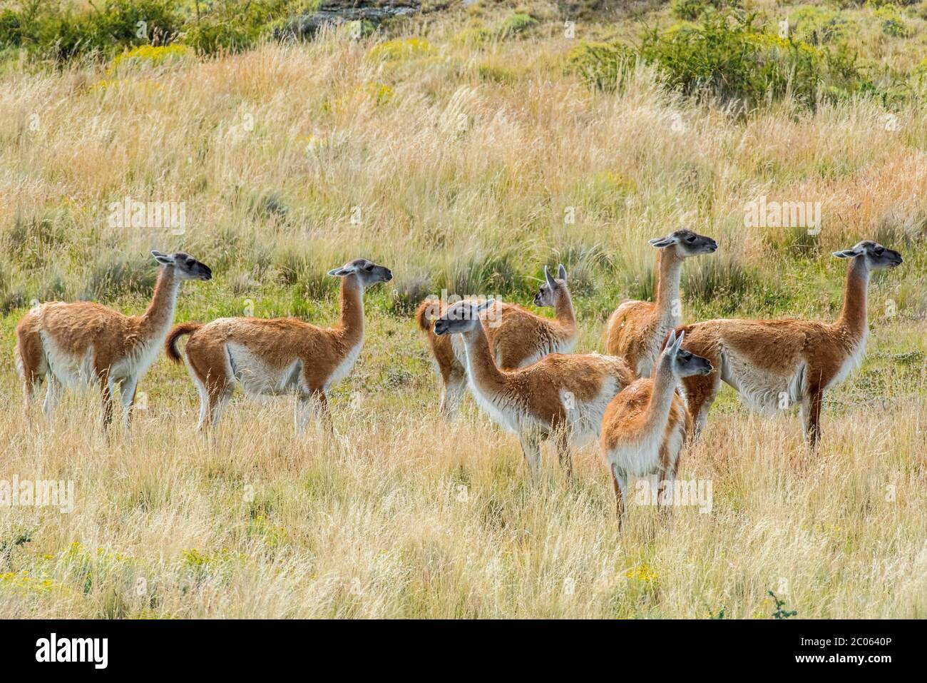 Guanacos (Llama guanicoe), troupeau en haute herbe, parc national Torres del Paine, région de Magallanes y de la Antartica Chilena, Patagonie, Chili Banque D'Images