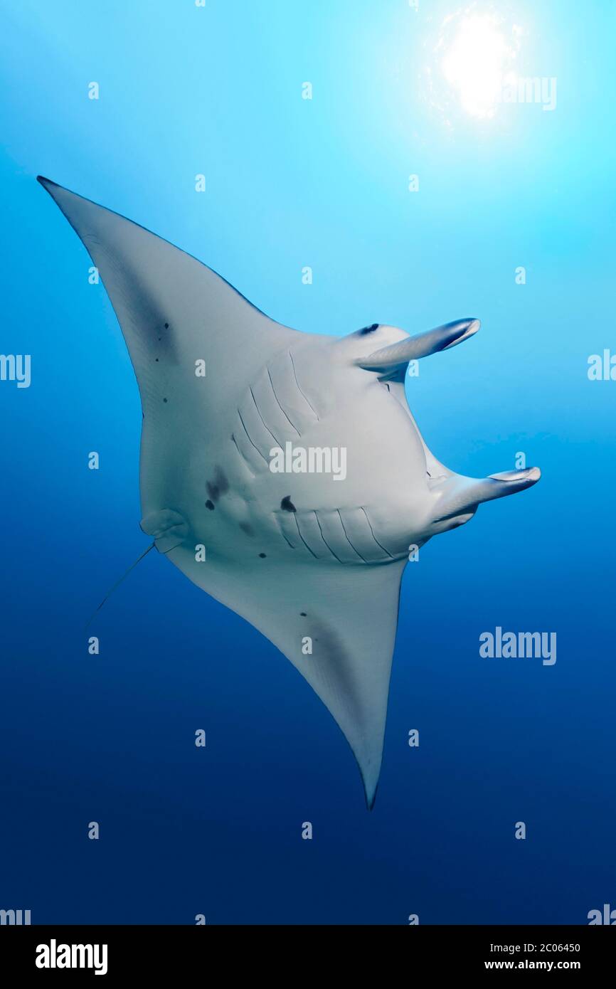 Le rayon de manta du récif (Mobula alfredi) nage en eau bleue, Grande barrière de corail, Mer de Corail, Océan Pacifique, Australie Banque D'Images