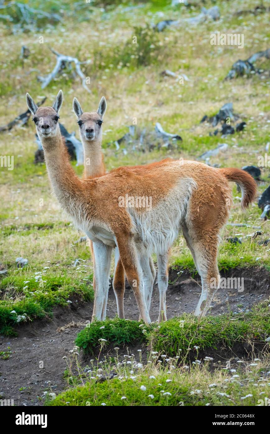 Guanacos (Llama guanicoe), parc national Torres del Paine, région de Magallanes y de la Antartica Chilena, Patagonie, Chili Banque D'Images