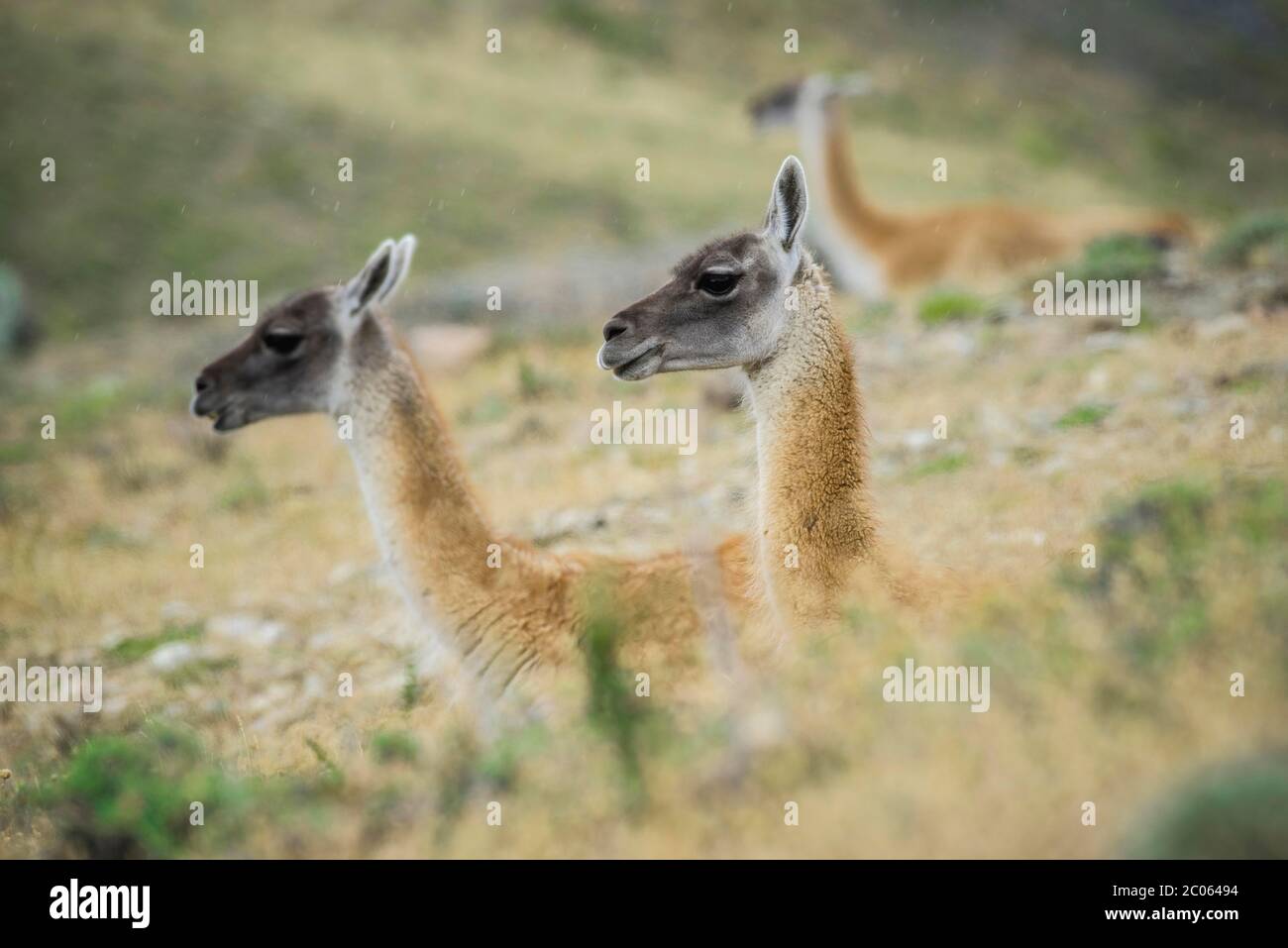 Deux Guanacos (Llama guanicoe) se trouvent dans la haute herbe, parc national Torres del Paine, région de Magallanes y de la Antartica Chilena, Patagonie Banque D'Images