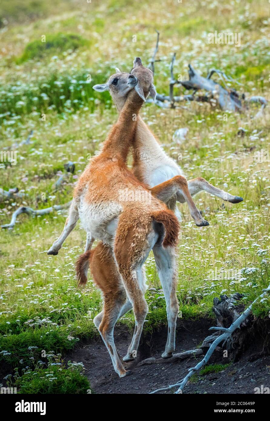 Guanacos (Llama guanicoe), deux animaux en combat espiègle, parc national Torres del Paine, région de Magallanes y de la Antartica Chilena Banque D'Images