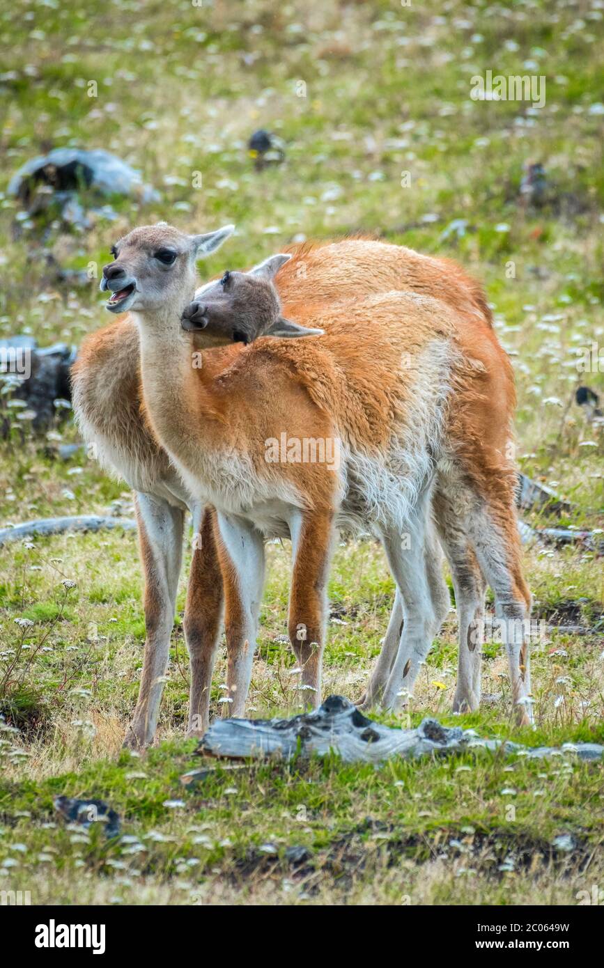 Guanacos (Llama guanicoe), deux animaux en combat espiègle, parc national Torres del Paine, région de Magallanes y de la Antartica Chilena Banque D'Images