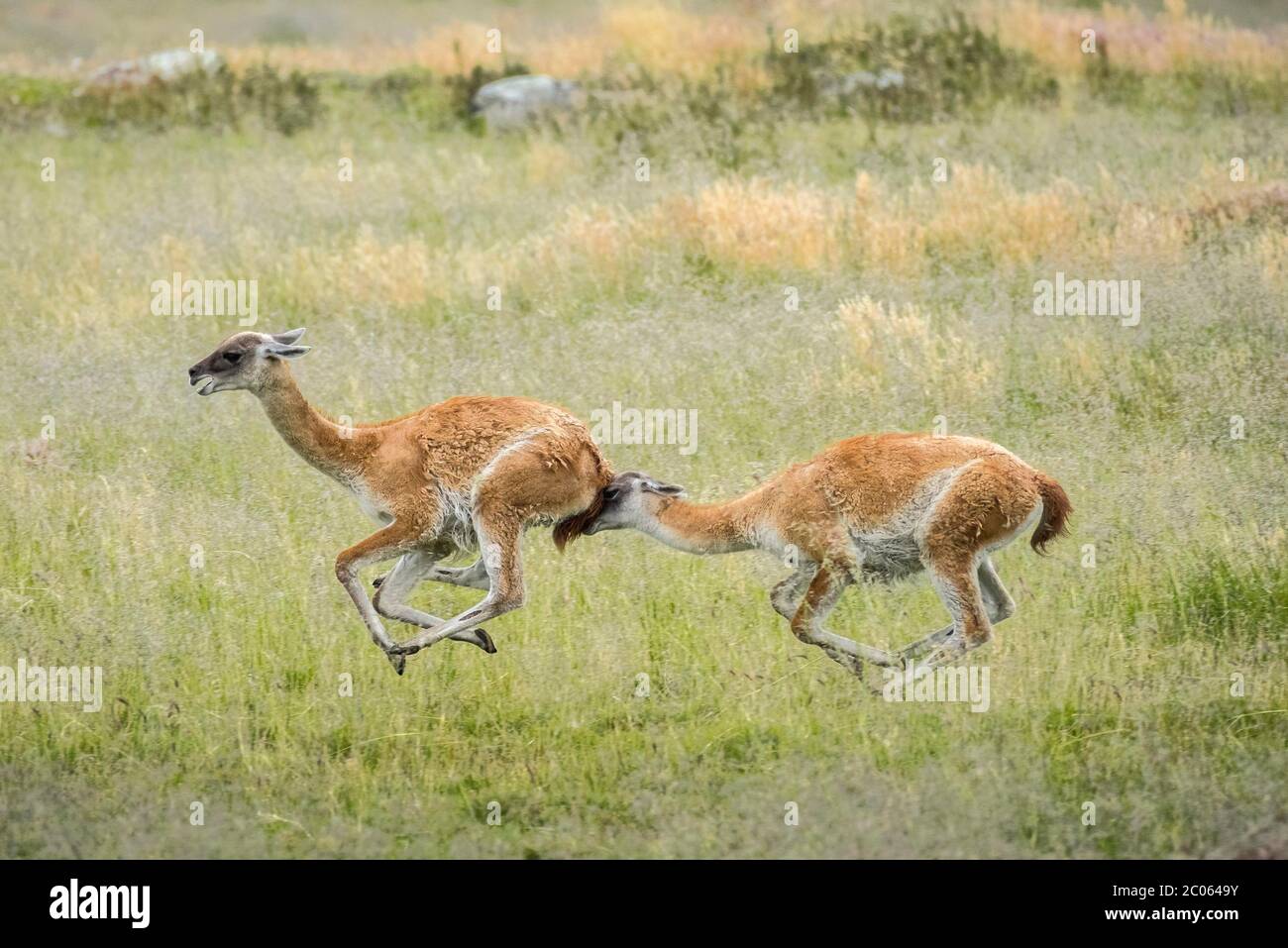 Guanacos (Llama guanicoe), deux animaux qui se chassent, parc national Torres del Paine, région de Magallanes y de la Antartica Chilena Banque D'Images