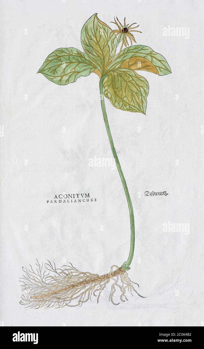 Dolwurz (Aconitum pardalianches), coupe de bois de couleur main de Leonhart Fuchs, de New Kreueterbuch, Bâle, Suisse, 1543 Banque D'Images