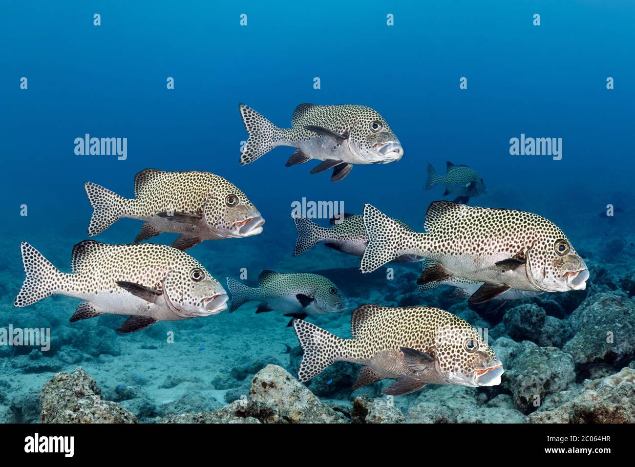 École de poissons Arlequin succes (Plectorhinchus chaetodonoides), Grande barrière de corail, Mer de Corail, Océan Pacifique, Australie Banque D'Images