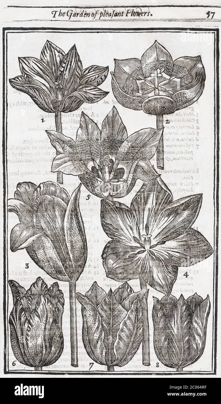 Tulipes (Tulipa), coupe de bois de Paradisi dans Sole Paradisus Terrestris par John Parkinson, 1629, Londres, Angleterre, Royaume-Uni Banque D'Images