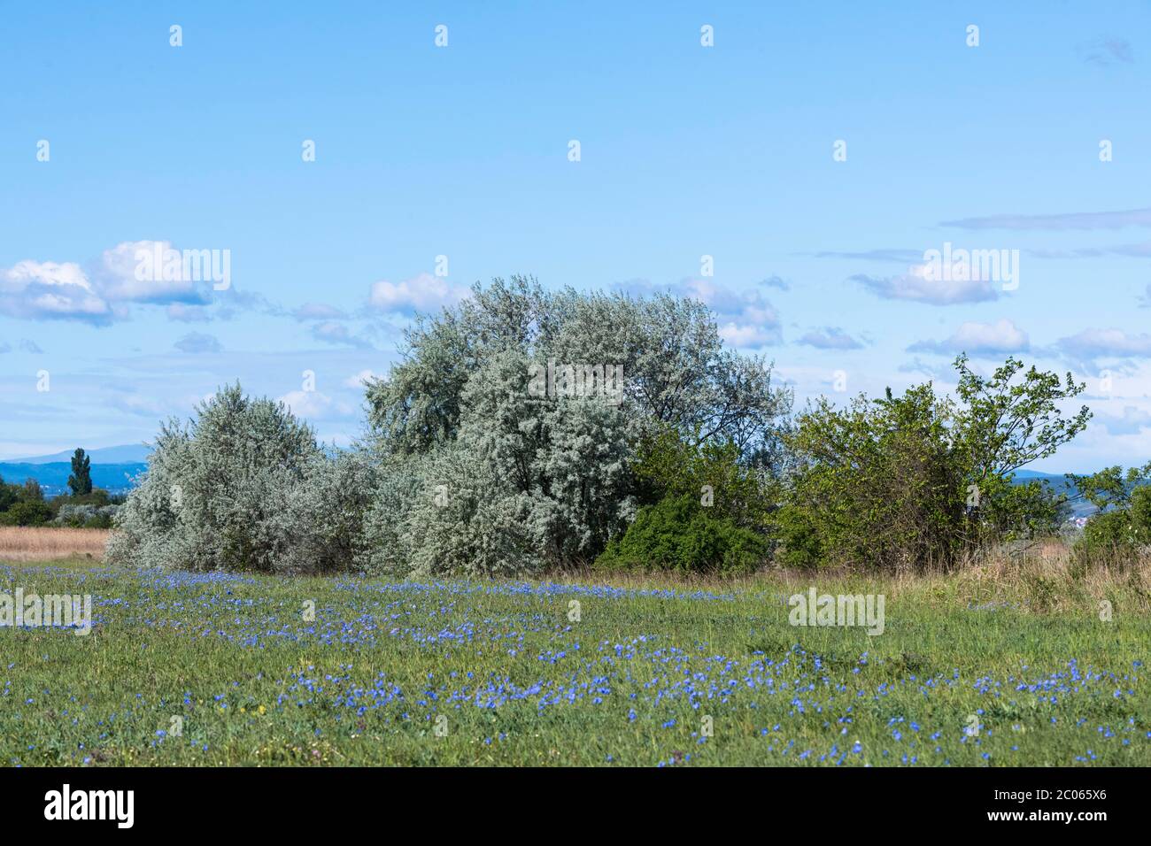 Végétation typique au printemps avec des prairies fleuries, Ilmitz, Parc National du Lac Neusiedl, Burgenland, Autriche Banque D'Images