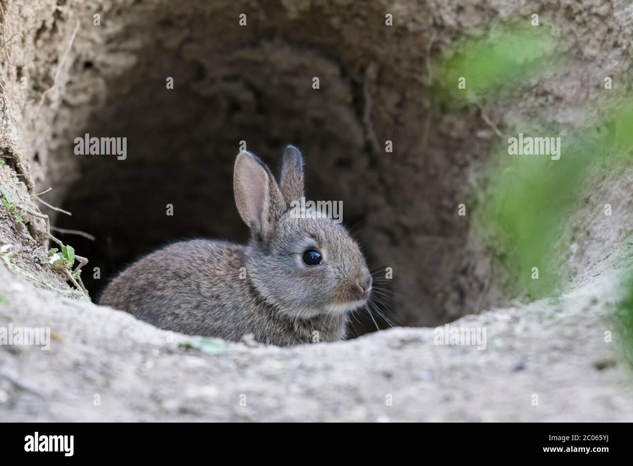 Le jeune lapin européen (Oryctolagus cuniculus) semble curieux de Bau, Basse-Autriche, Autriche Banque D'Images