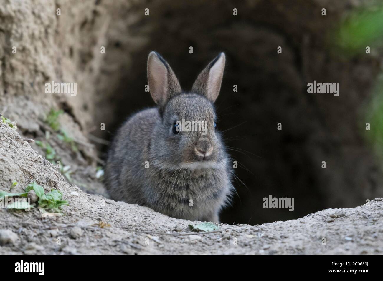 Le jeune lapin européen (Oryctolagus cuniculus) semble curieux de Bau, Basse-Autriche, Autriche Banque D'Images