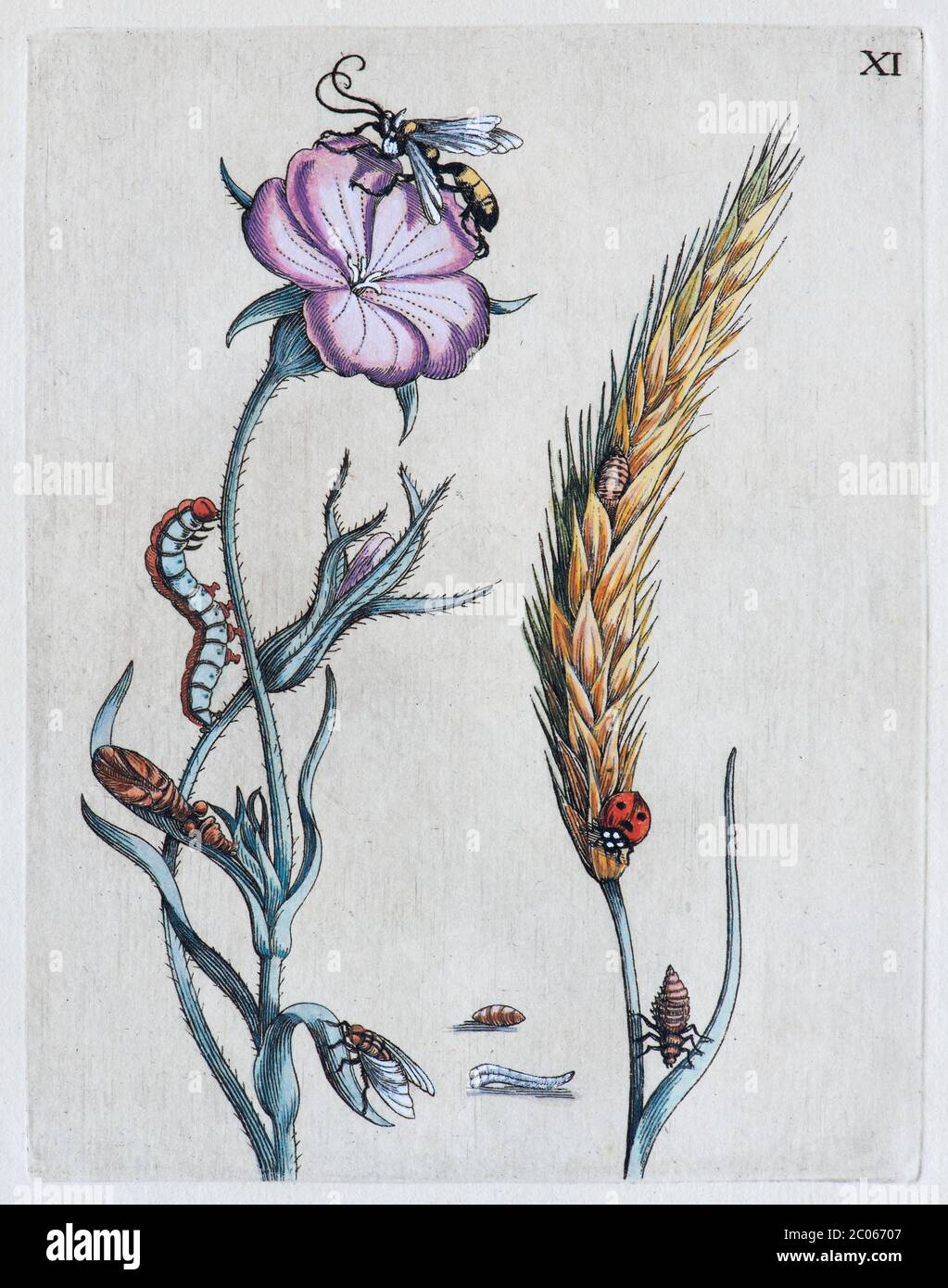 Rose chien, guêpe, chenille, grain et coccinelle, gravure en copperplate couleur main par Maria Sybilla Merian, de la chenille Begin, voedzel en Banque D'Images