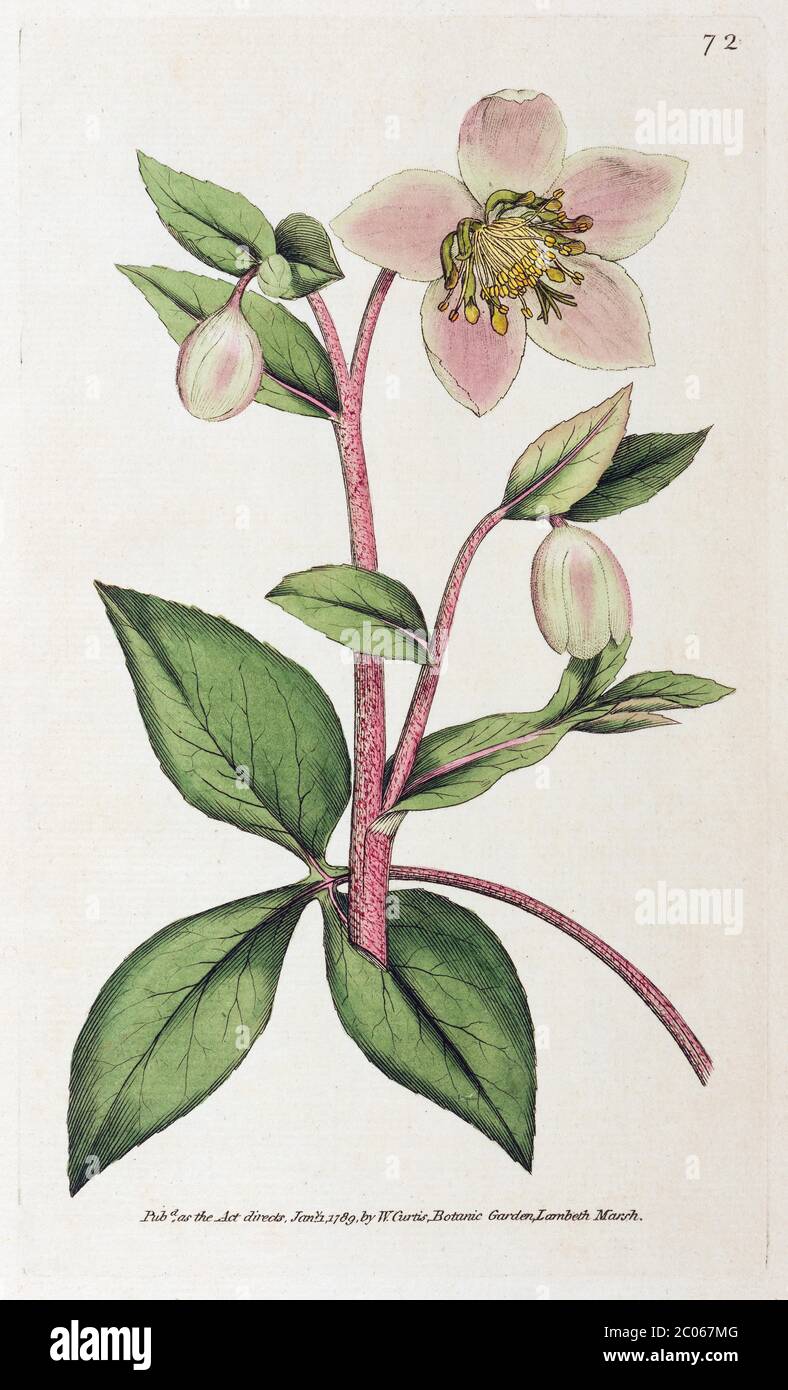 Mallorcan hellebore (Helleborus lividus), gravure en copperplate de couleur main du William Curtis Botanical Magazine, Londres, 1789 Banque D'Images