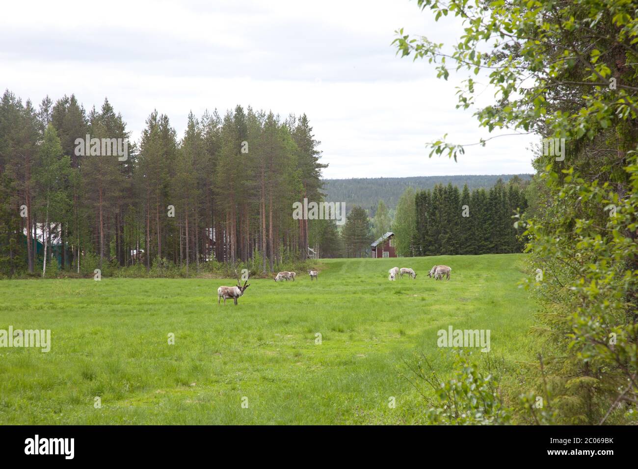 Renne photo paysage en Finlande Banque D'Images