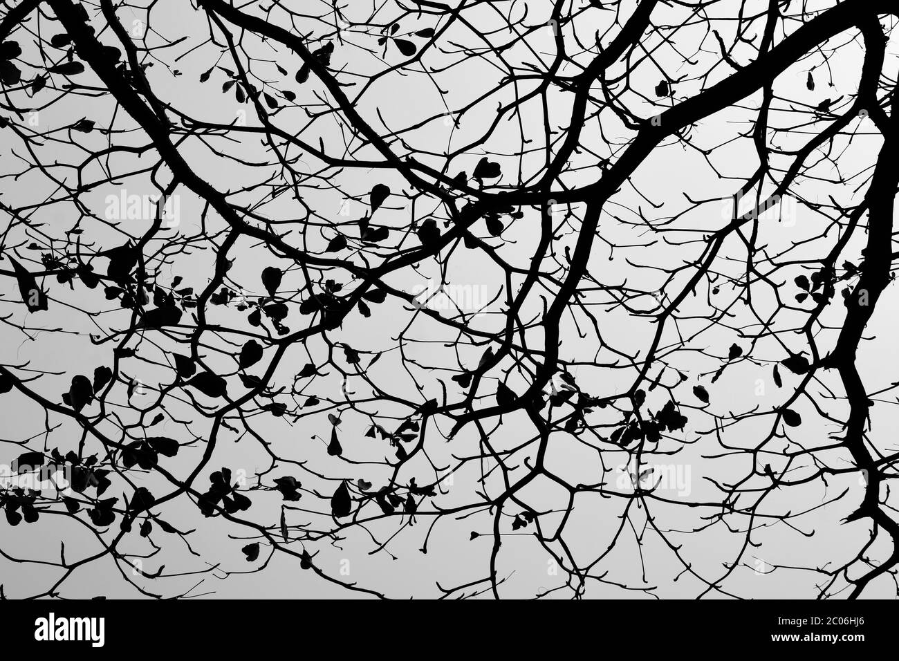 textures de plante sur fond noir et blanc Banque D'Images