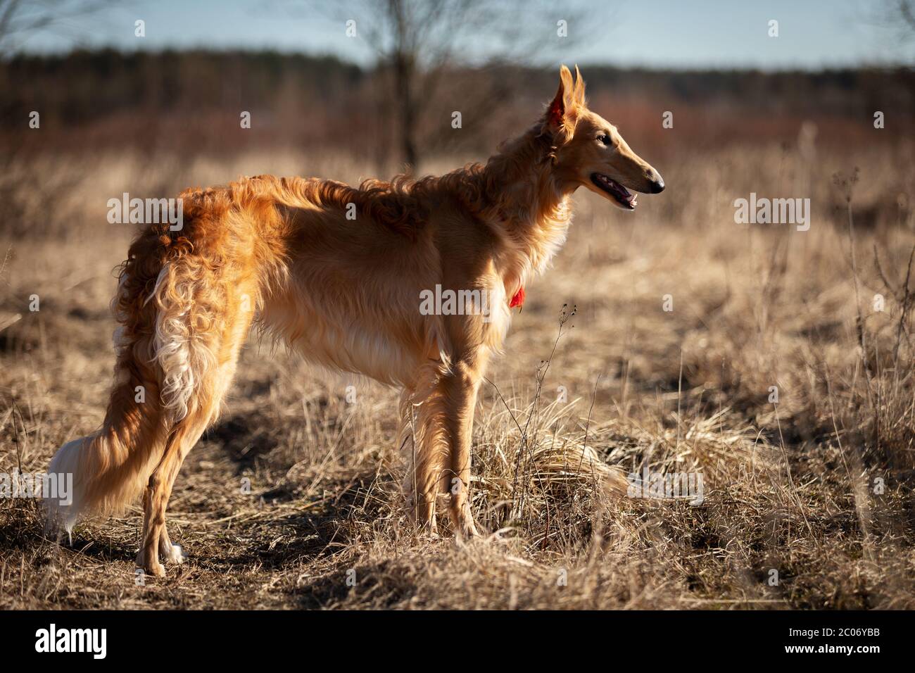 Le chiot rouge de borzoi marche en plein air le jour du printemps, soupir russe, onze mois Banque D'Images