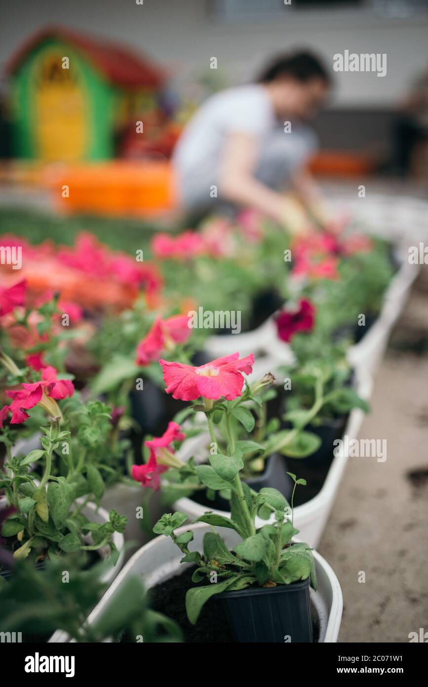 Gros plan sur les fleurs de printemps colorées. Banque D'Images