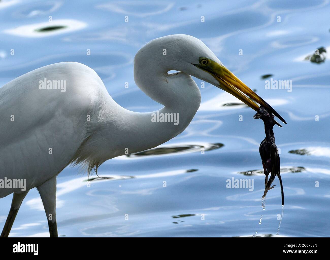 Guwahati, Assam, Inde. 11 juin 2020. Un aigreet attrape une poussin dans un étang. Crédit : David Talukdar/ZUMA Wire/Alay Live News Banque D'Images