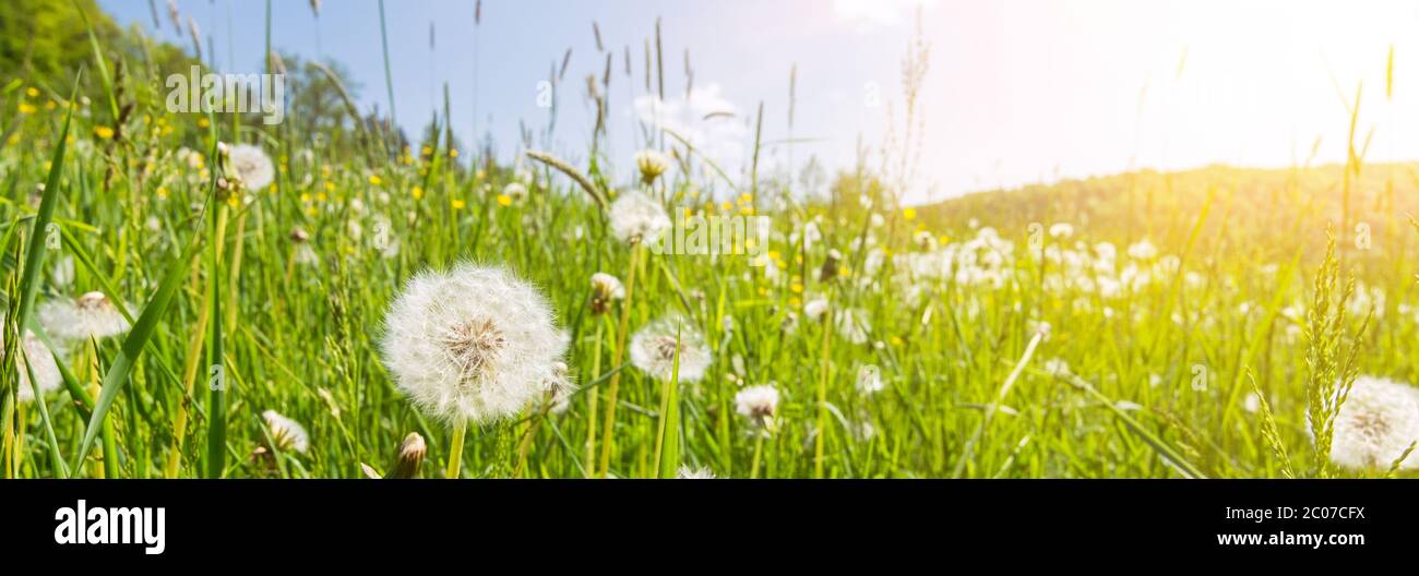 Image de bannière de prairie de fleurs idyllique avec des fleurs de boule de soufflage et des poutres de soleil pittoresques Banque D'Images