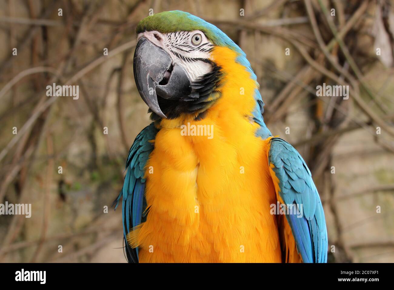 macaw bleu et jaune (ara ararauna) à la valette (malte) Banque D'Images
