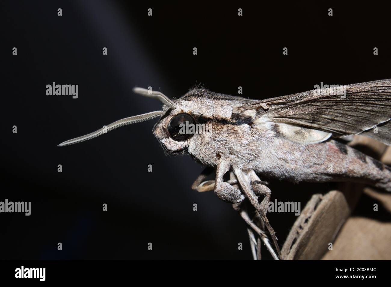 Papillon Banque D'Images