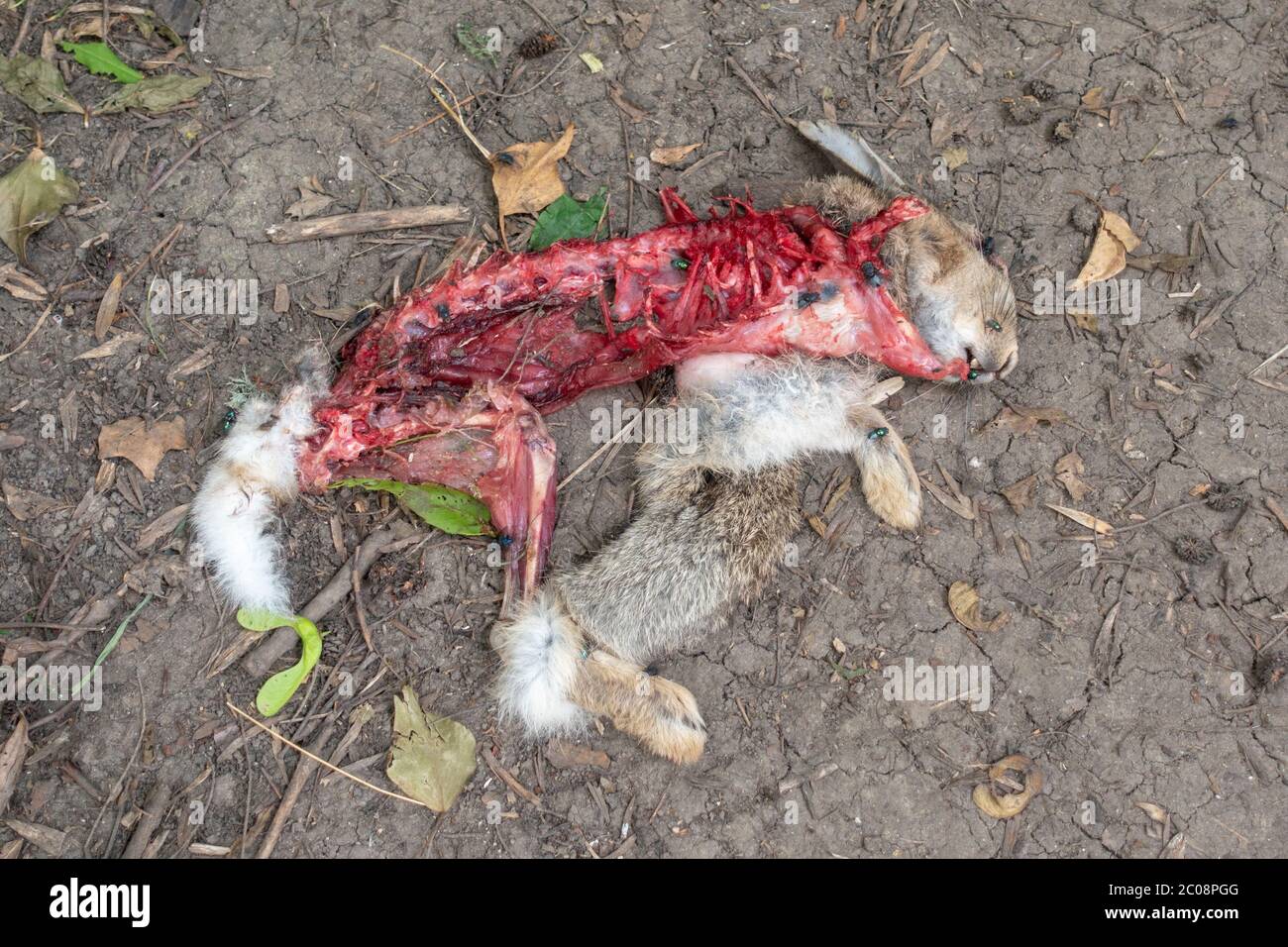 Les restes partiellement mangés d'un lapin trouvé dans une zone boisée près de Wraysbury dans le Berkshire, Angleterre, Royaume-Uni Banque D'Images