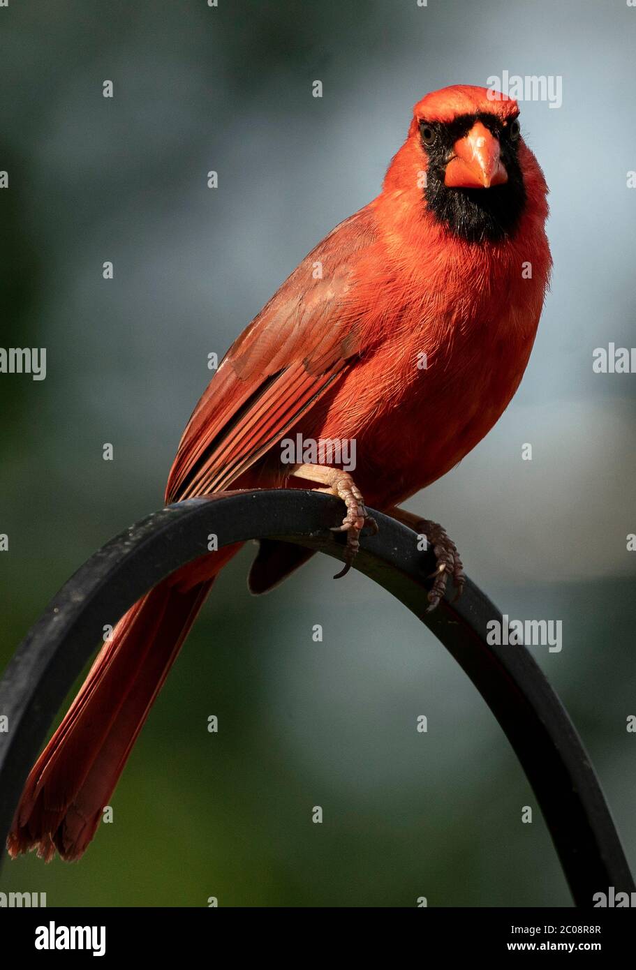Perching cardinal Banque D'Images