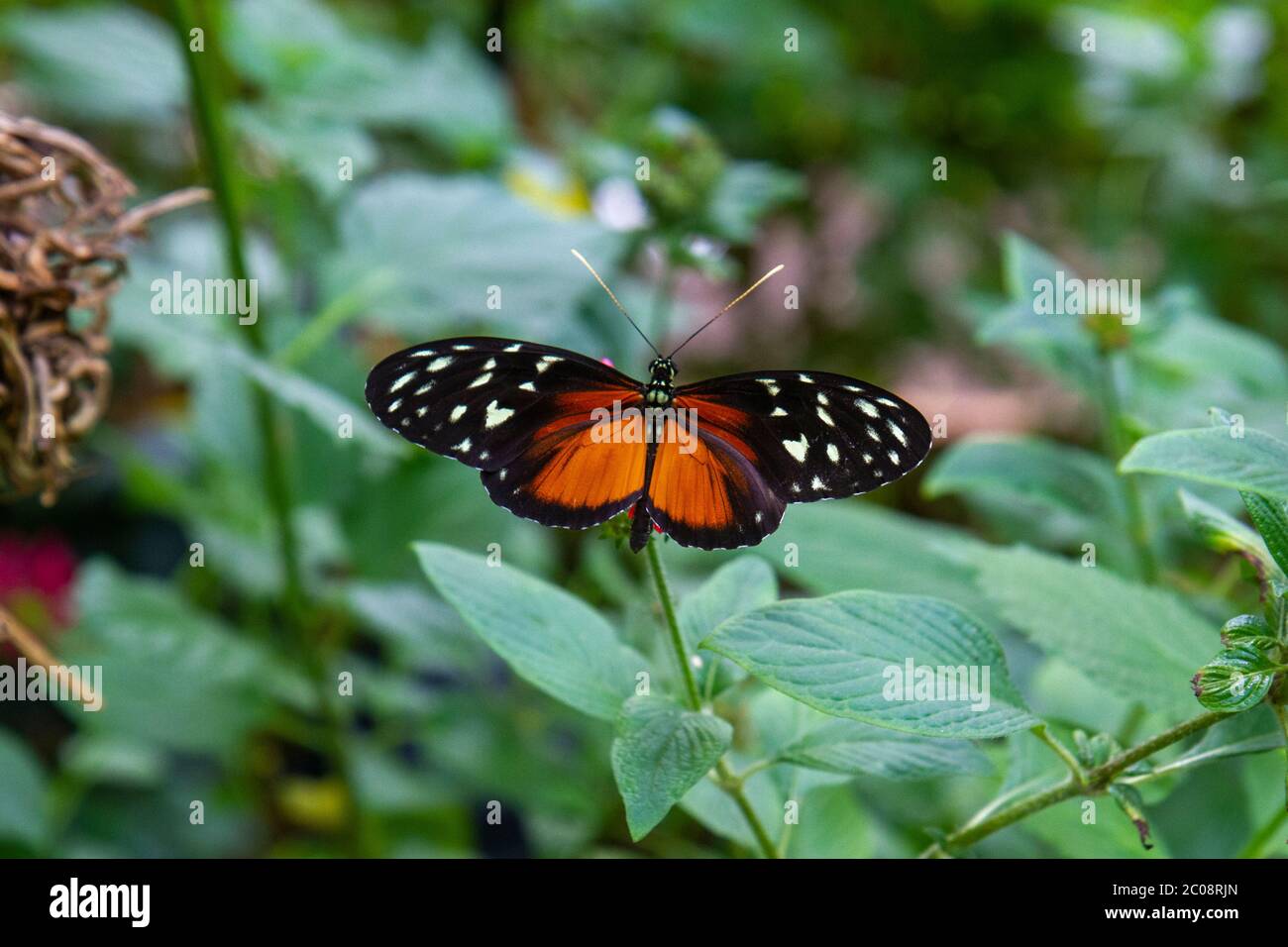 Un papillon à ailes longues (Heliconius hecale) d'Amérique du Sud, Butterfly House, zoo de Whipsnade ZSL, Whipsnade, près de Dunstable, Angleterre. Banque D'Images