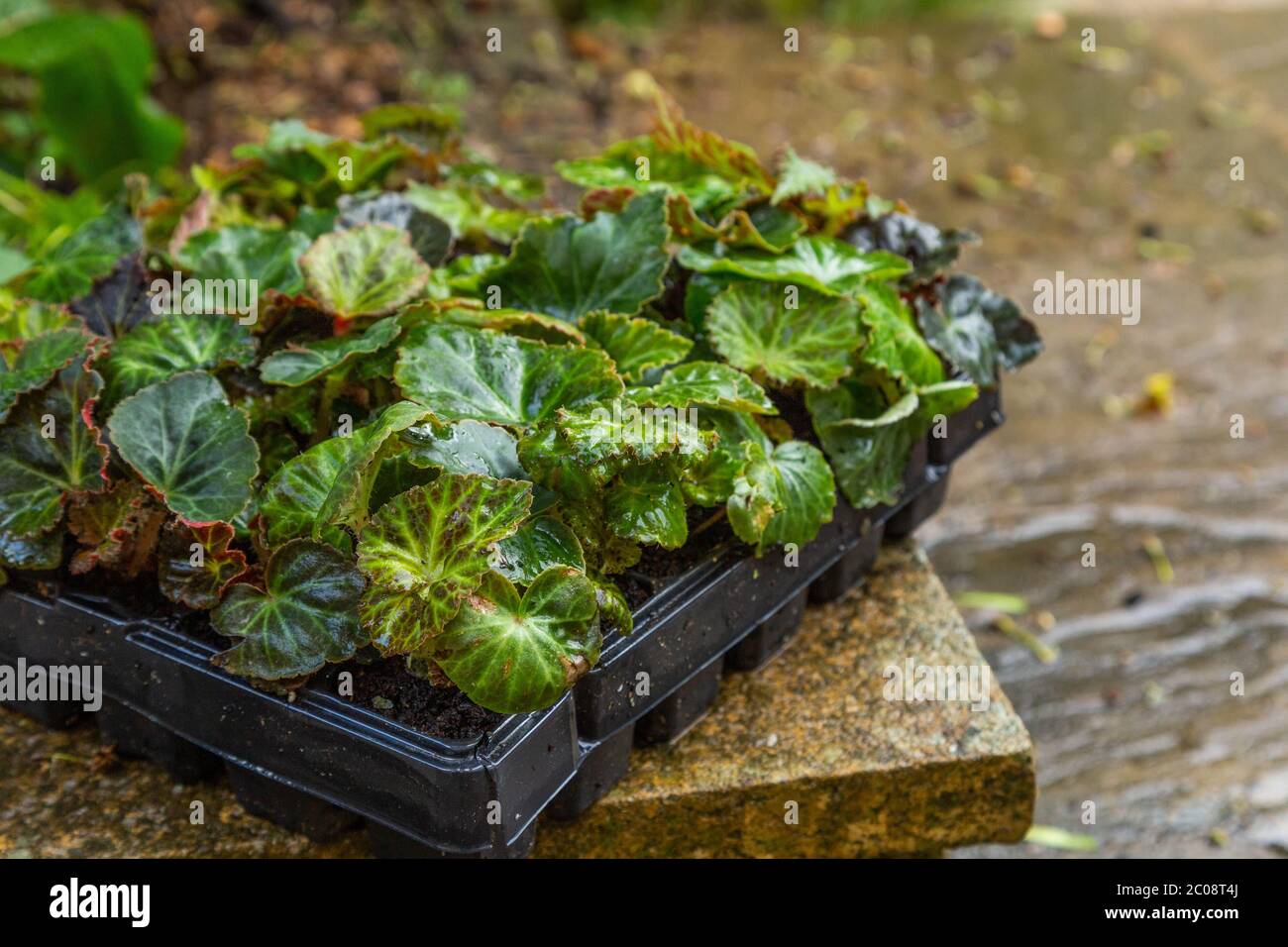 La bégonie tubéreuse permet de brancher les plantes dans un bac à cellules prêt à planter. Banque D'Images