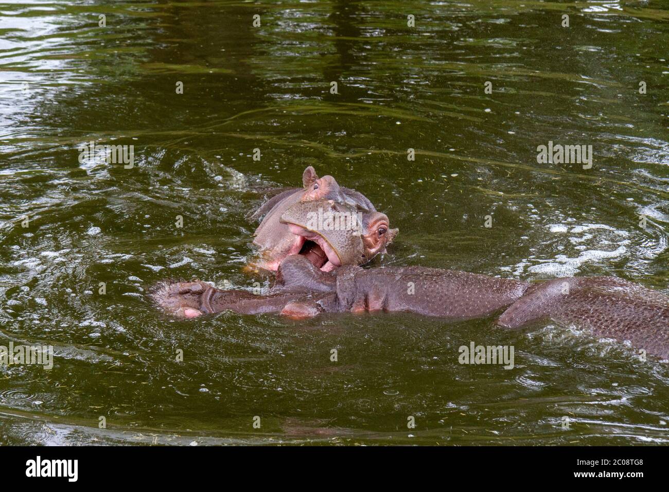 Une paire d'hippopotames communs (Hippopotamus amphibius) dans un étang du zoo de Whipsnade ZSL, Whipsnade, près de Dunstable, Angleterre. Banque D'Images