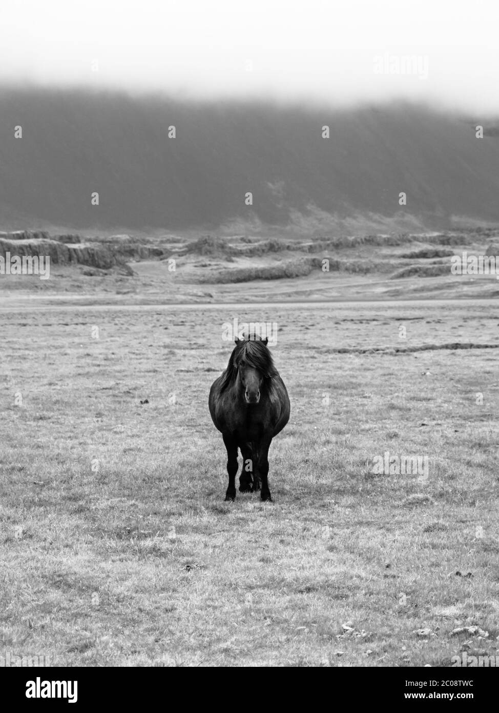 Cheval islandais debout au milieu de la prairie, image en noir et blanc Banque D'Images