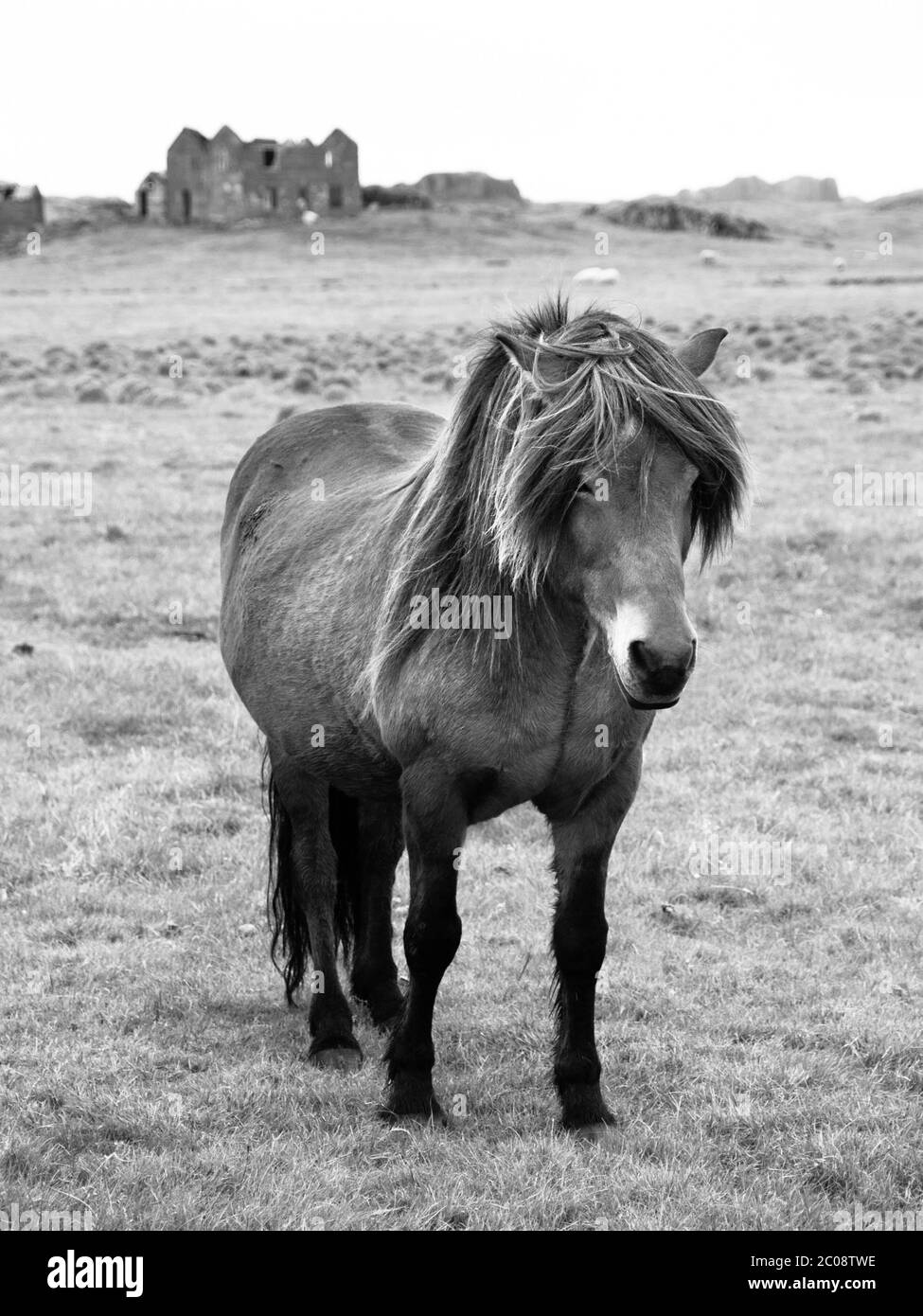 Cheval islandais debout au milieu de la prairie, image en noir et blanc Banque D'Images