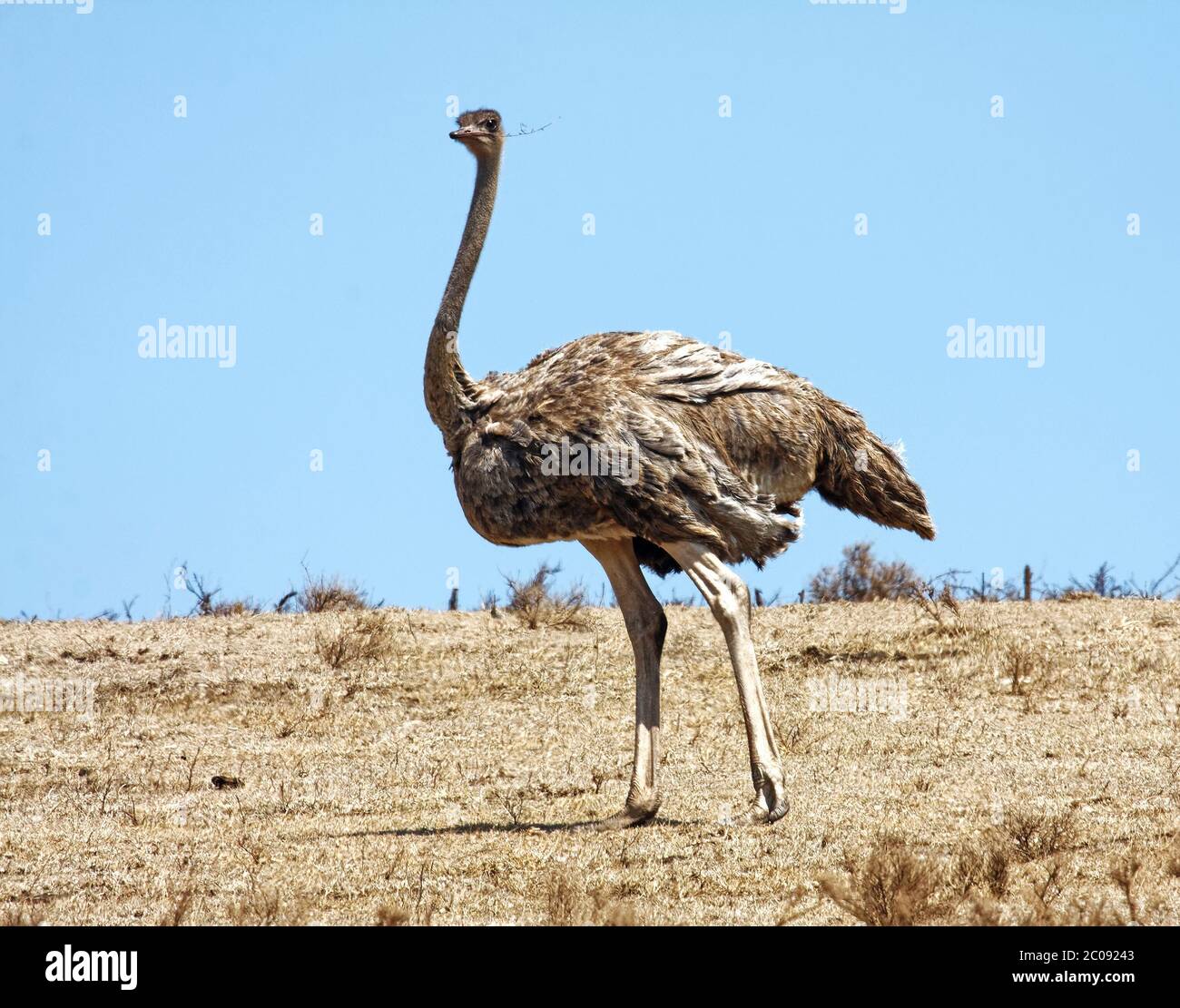 Randonnée autruche, branche en bouche, Struthio camelus, le plus grand oiseau du monde, sans vol, jambes longues, faune, nature, Parc national Serengeti, Tanzanie; Banque D'Images