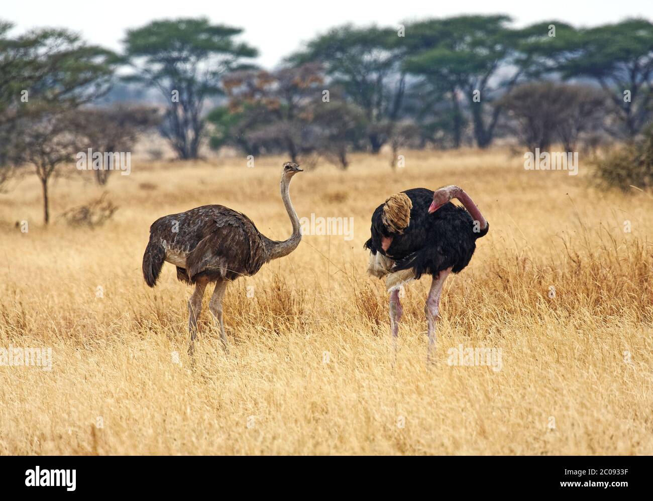 Paire d'autruches, Struthio camelus, le plus grand oiseau du monde, sans vol, longues jambes, faune, nature, préening masculin, mouvement de tête, Parc national de Serengeti, Ta Banque D'Images