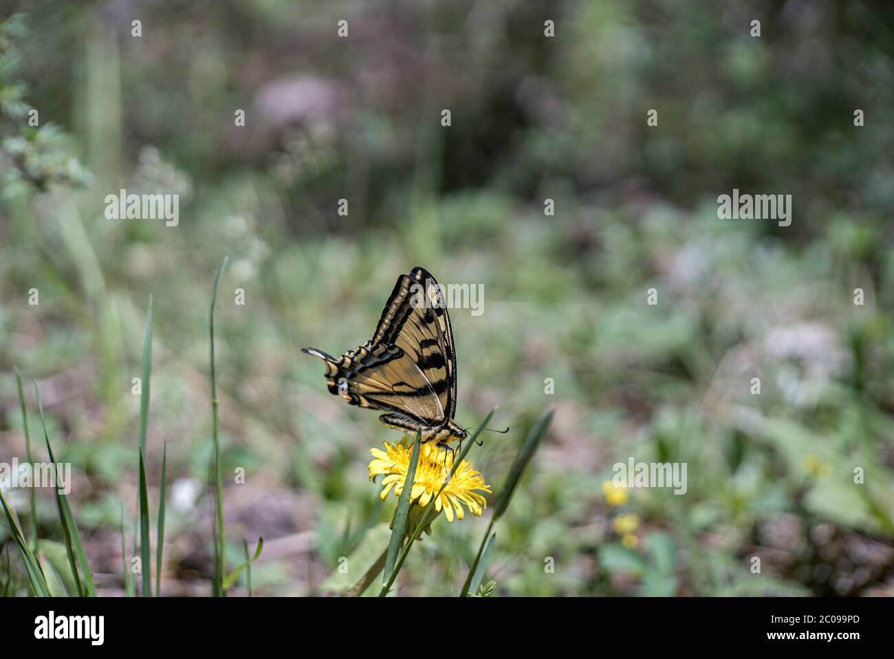 Femelle de tigre de l'Ouest papillon de queue d'aronde (Papilio rutulus) rassemblant le nectar d'un Dandélion (Taraxacum officinale) Brown's Creek Trail, Colorado Banque D'Images