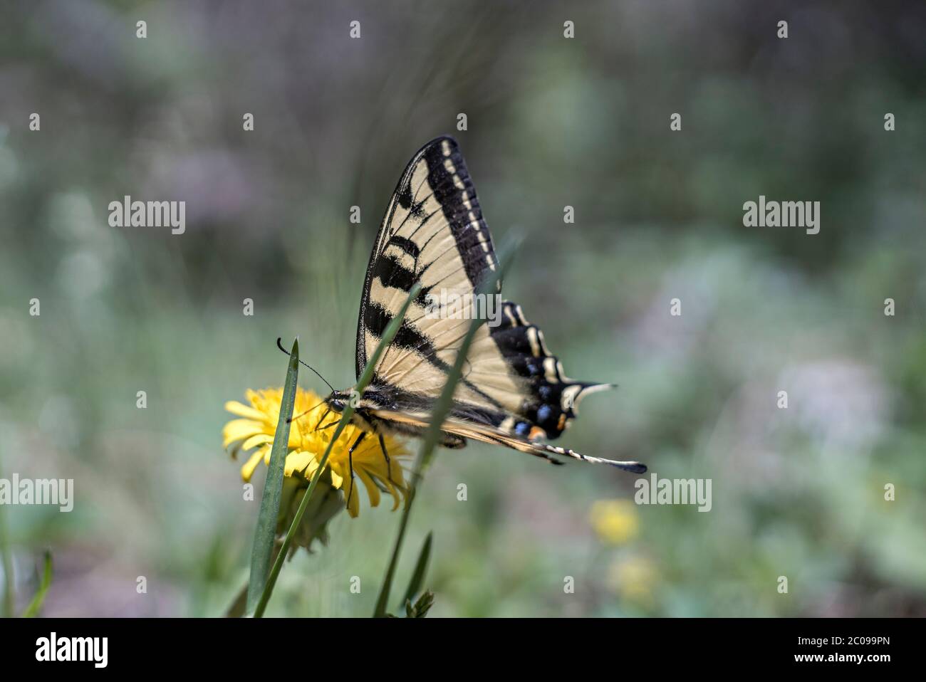 Femelle de tigre de l'Ouest papillon de queue d'aronde (Papilio rutulus) rassemblant le nectar d'un Dandélion (Taraxacum officinale) Brown's Creek Trail, Colorado Banque D'Images