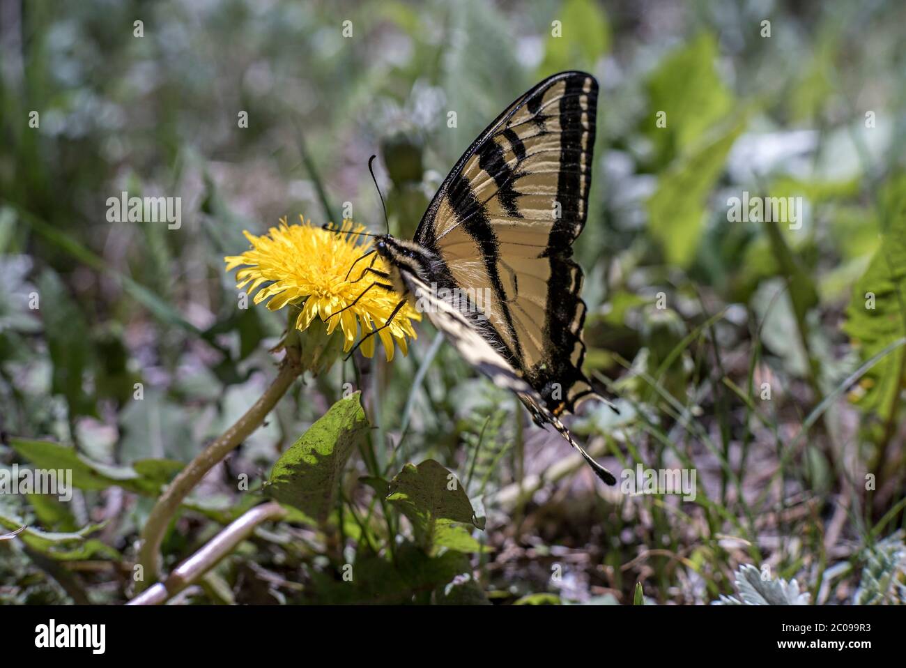 Femelle de tigre de l'Ouest papillon de queue d'aronde (Papilio rutulus) rassemblant le nectar d'un Dandélion (Taraxacum officinale) Brown's Creek Trail, Colorado Banque D'Images