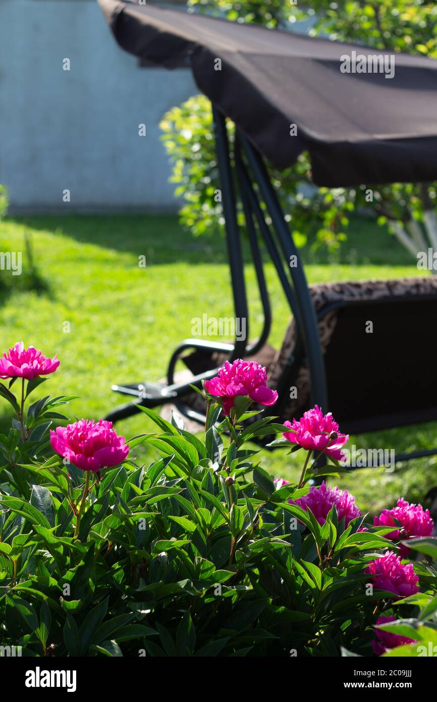 Balancer le jardin vide sur le fond des pivoines en fleurs. Un endroit confortable pour se détendre. Banque D'Images