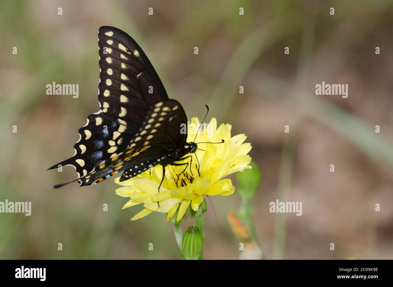 Queue noire, polyxènes de Papilio, nectaring mâle de False Dandelion, Pyrrhopappus sp. Banque D'Images